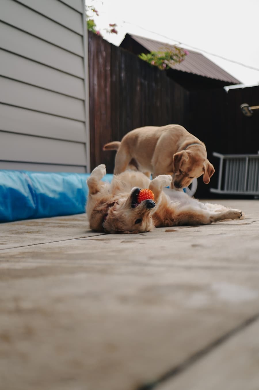 Two dogs playing with a ball in an enclosed yard