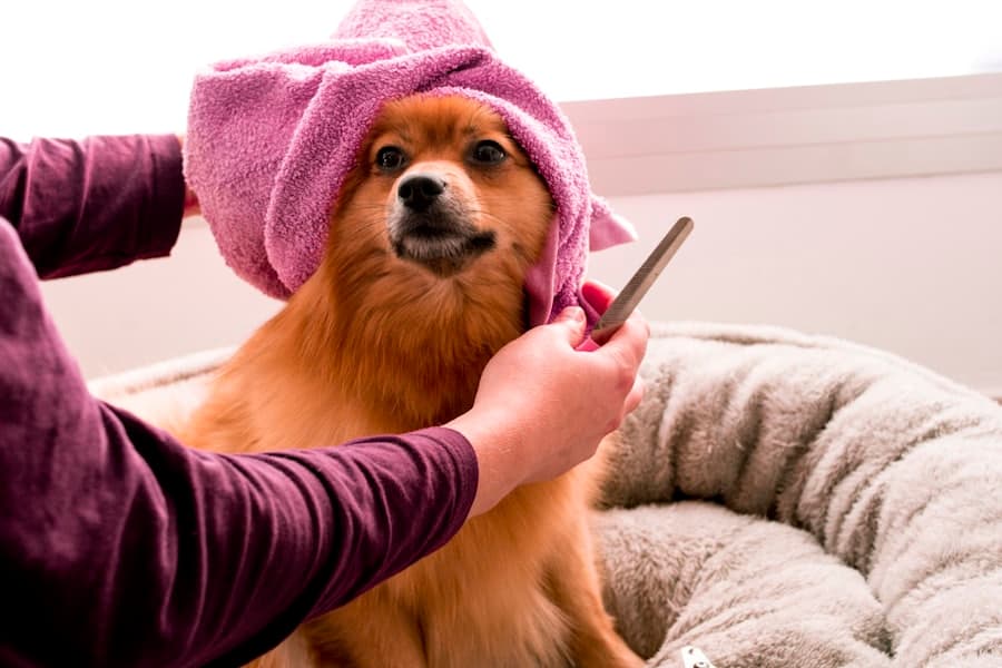 A pomeranian wrapped in a towel being combed by a groomer