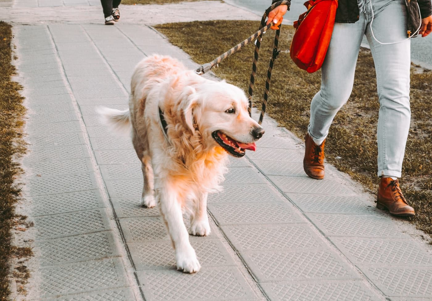 A golden retriever walking on a lead beside their carer