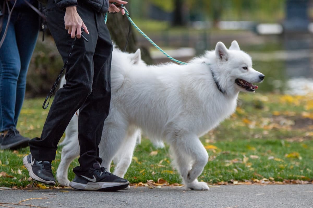 A carer walking a large white dog through a park